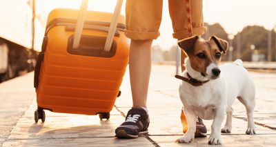 NI pet travel scheme now open for applications